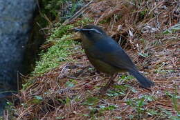 Image de Tarsiger indicus formosanus Hartert 1910