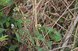 Image of Baccharis trinervis (Lam.) Pers.