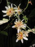 Image of Passiflora pittieri Mast.