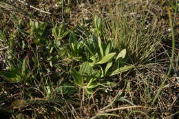 Image of Ajuga salicifolia (L.) Schreb.