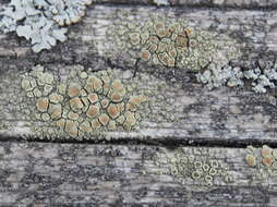 Image of rim lichen