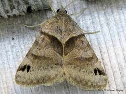 Image of Clover Looper, Range Grass-moth