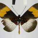 Image de Acraea poggei nelsoni Grose-Smith & Kirby 1892