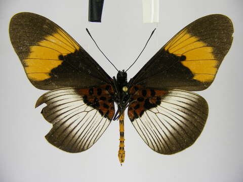 Image of Acraea poggei nelsoni Grose-Smith & Kirby 1892