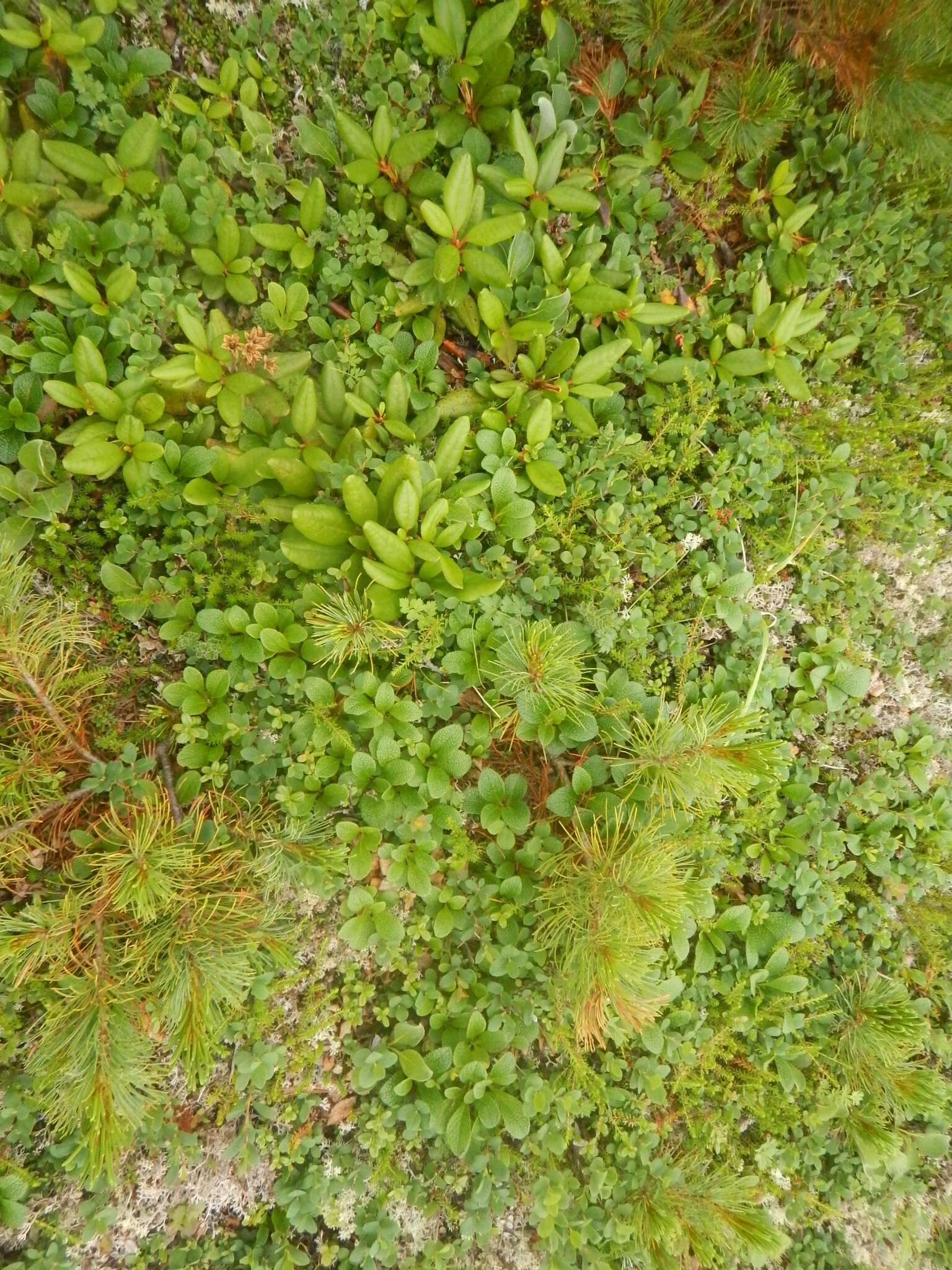 Image of Rhododendron aureum Georgi