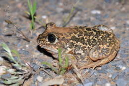 Image of Iberian Spadefoot Toad