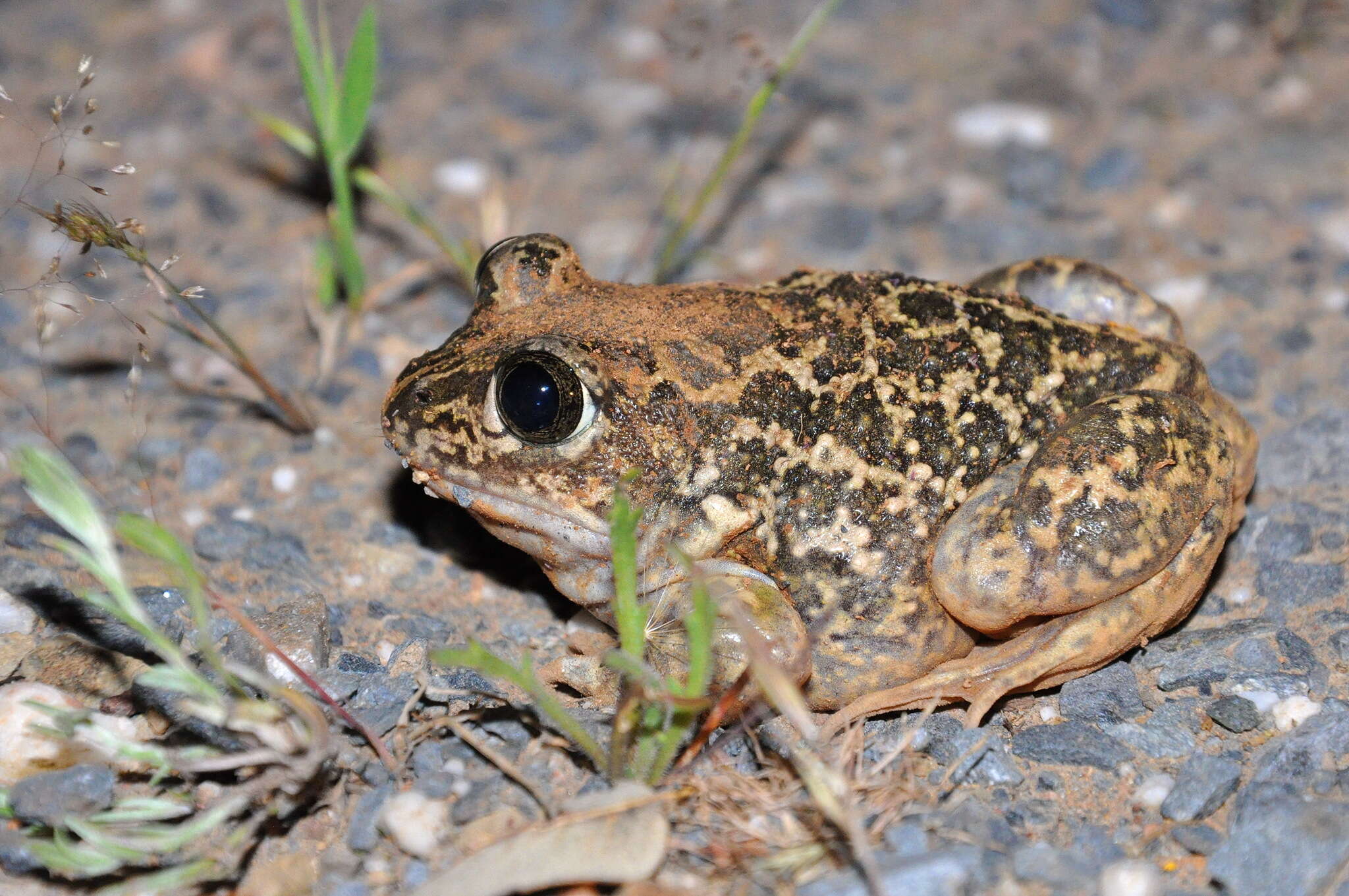 Image of Iberian Spadefoot Toad