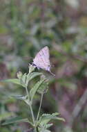 Image of Hemiolaus caeculus (Hopffer 1855)