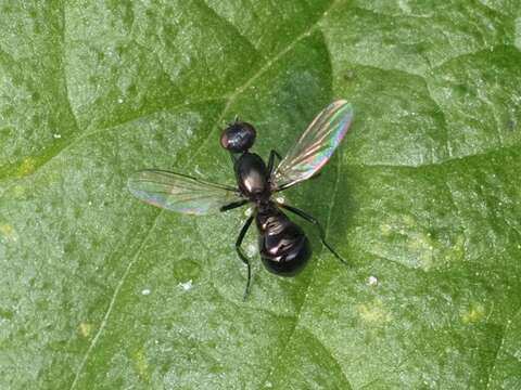 Nemopoda nitidula (Fallen 1820)的圖片