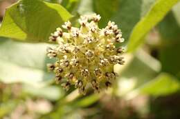 Image of Asclepias pringlei (Greenm.) R. E. Woodson