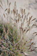 Image of Eurasian Junegrass