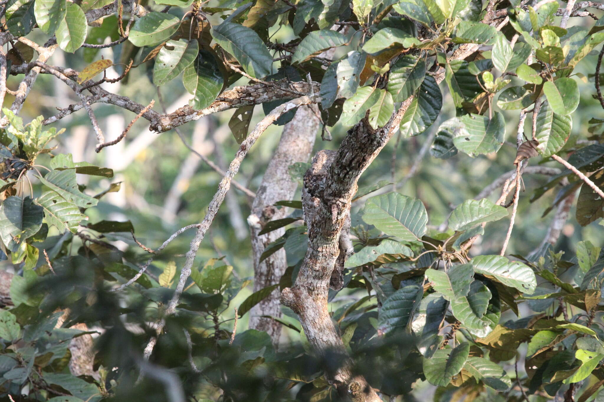 Image of Great Potoo