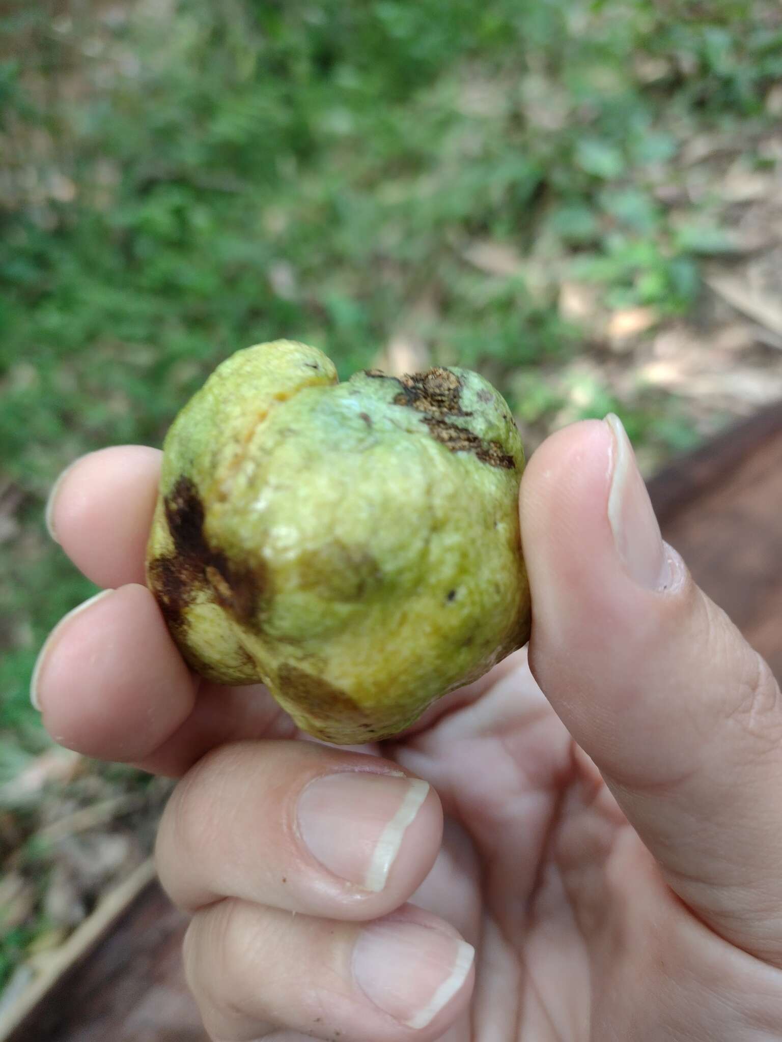 Annona rugulosa (Schltdl.) H. Rainer resmi