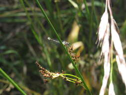 Image of Antiagrion gayi (Selys 1876)