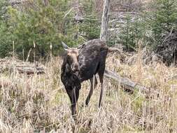 Image of Alaska moose