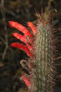 Image of Cleistocactus baumannii (Lem.) Lem.