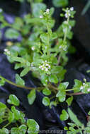 Image of Cochlearia groenlandica L.