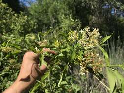 Image of brown dogwood