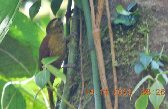 Image of Ruddy Treerunner