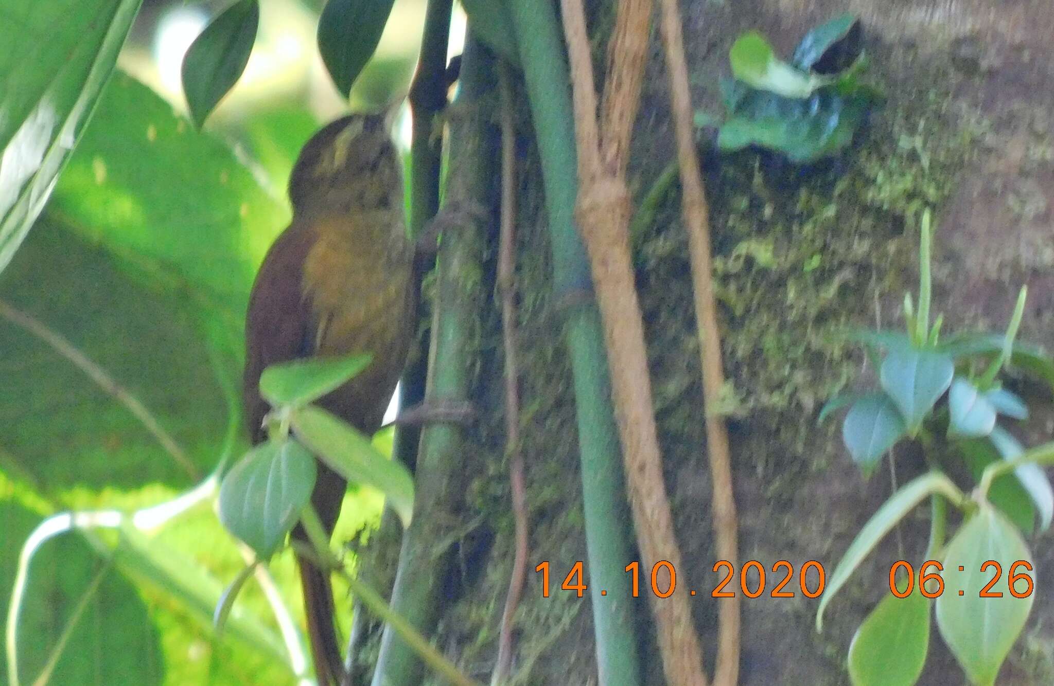 Image of Ruddy Treerunner