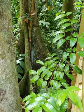 Image of dragonsblood tree