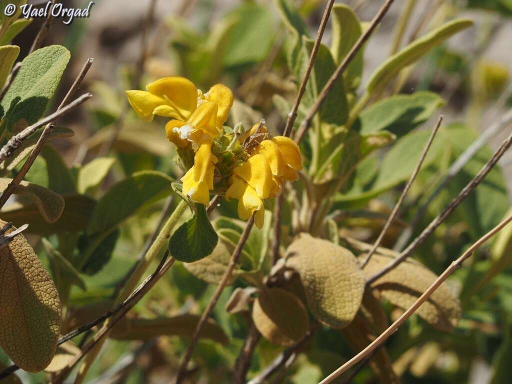 Image of Phlomis chrysophylla Boiss.