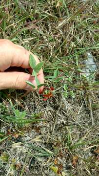 Psoralea rhombifolia Torr. & A. Gray的圖片