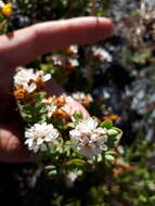 Image of Veronica pinguifolia Hook. fil.