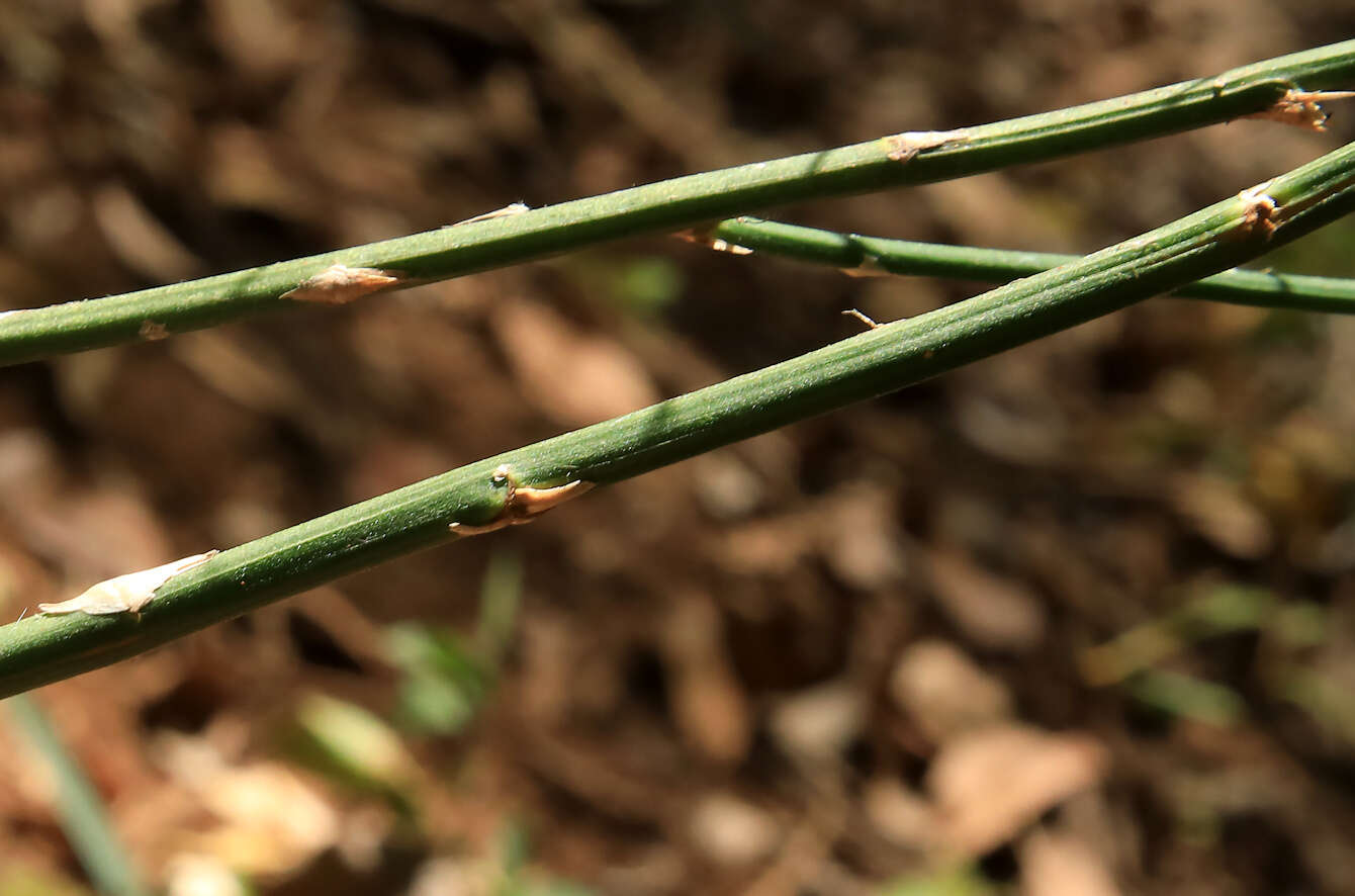 Image of Broom asparagus