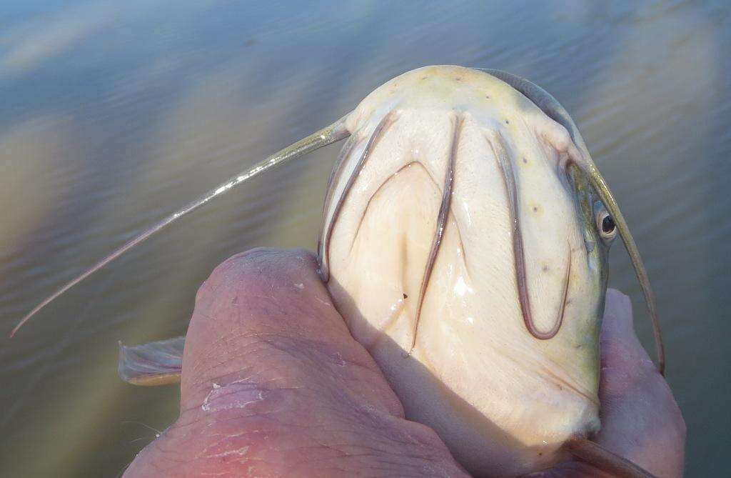 Image of Black Bullhead