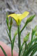 Image of Wyoming flax