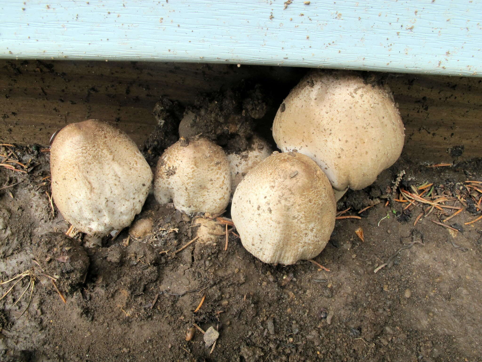 Imagem de Coprinopsis romagnesiana (Singer) Redhead, Vilgalys & Moncalvo 2001