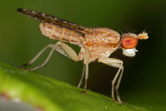 Image of Trypetoptera canadensis (Macquart 1843)