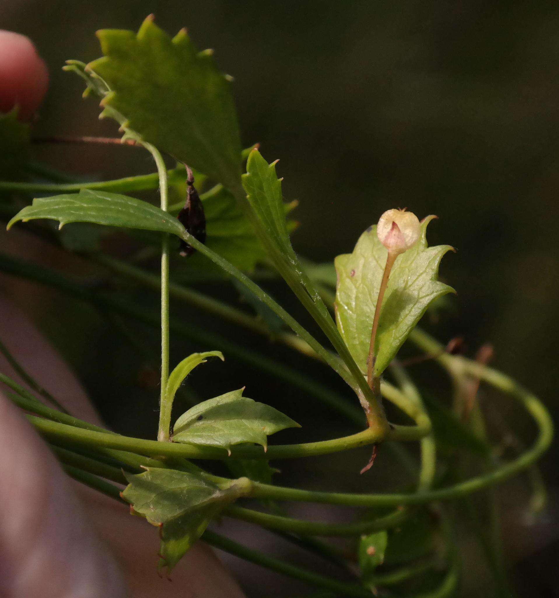 Image of Centella fourcadei Adamson