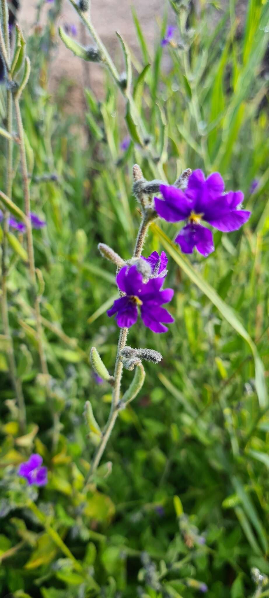 Image of Dampiera lanceolata var. lanceolata