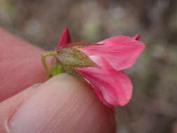 Image of Hermannia bicolor Dinter & Engl.