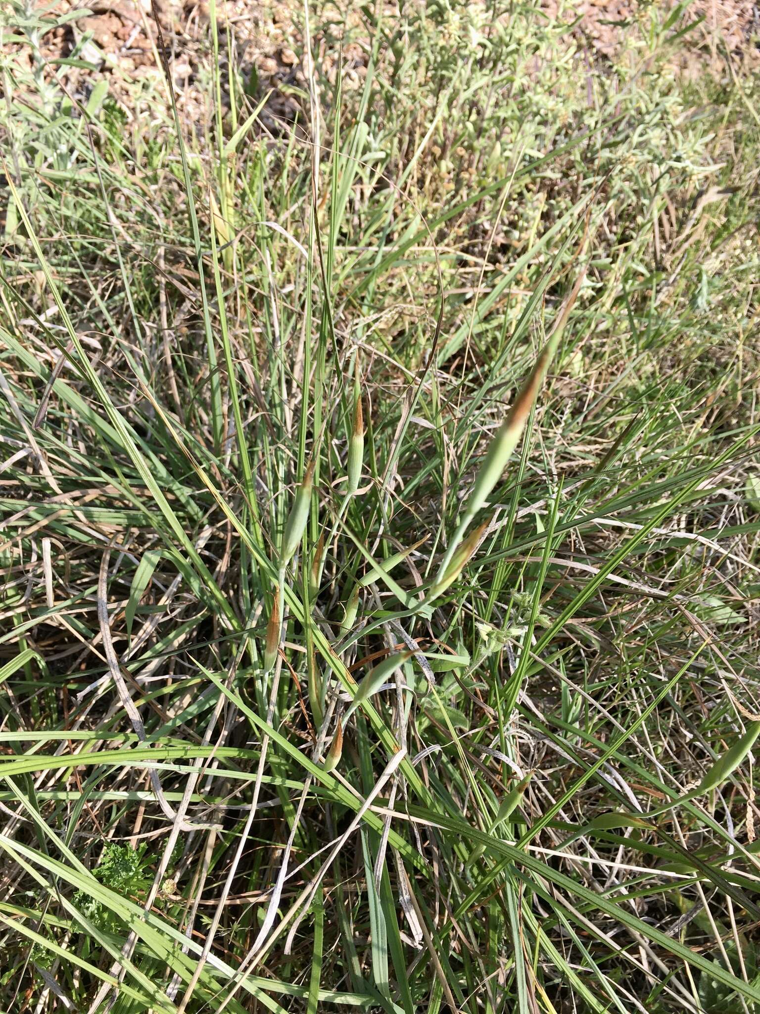 Image of Herbertia pulchella Sweet