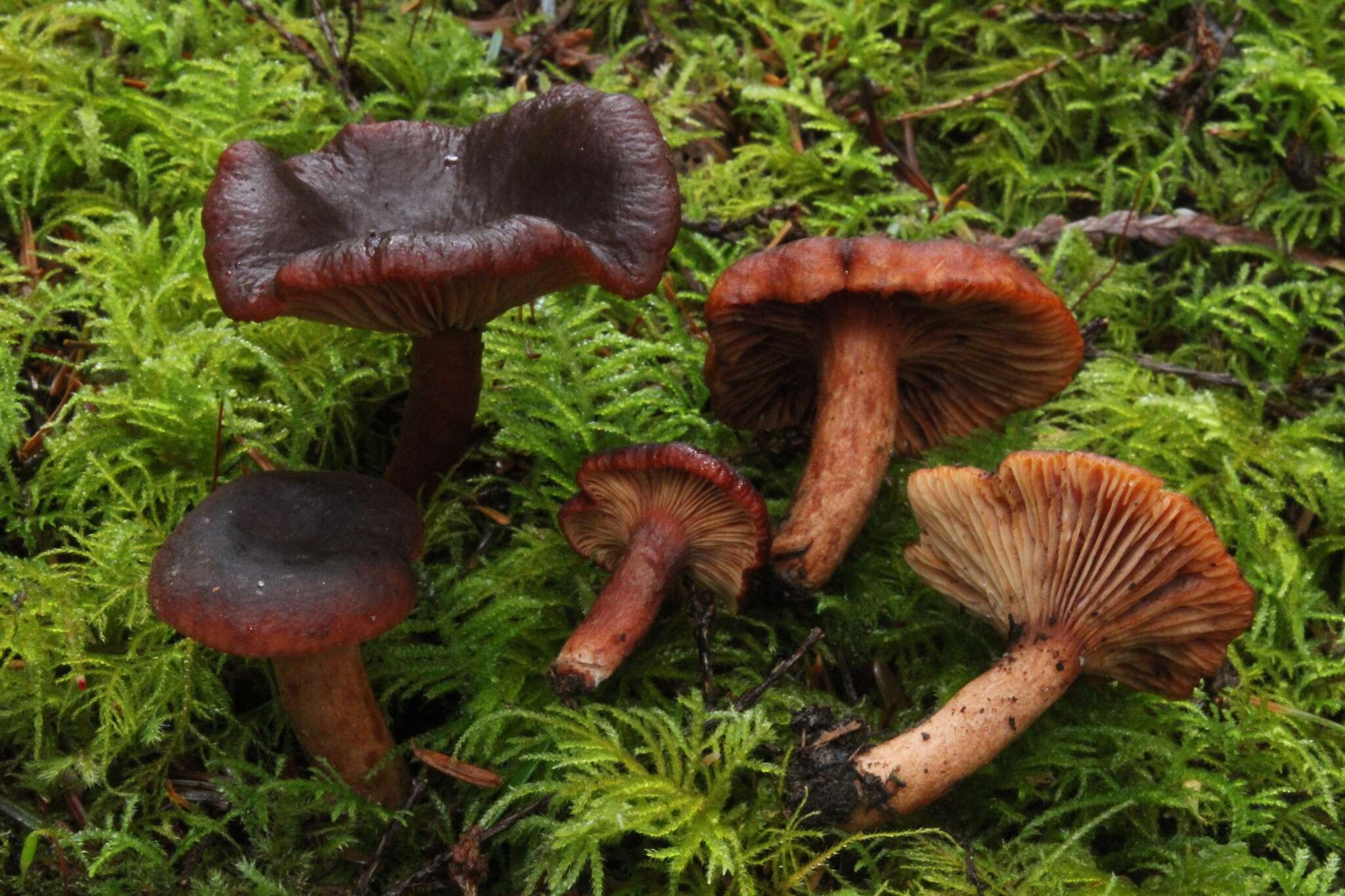 Image de Lactarius badiosanguineus Kühner & Romagn. 1954