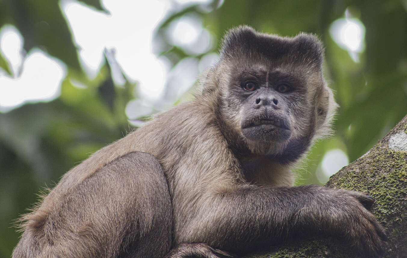 Image of Black Capuchin