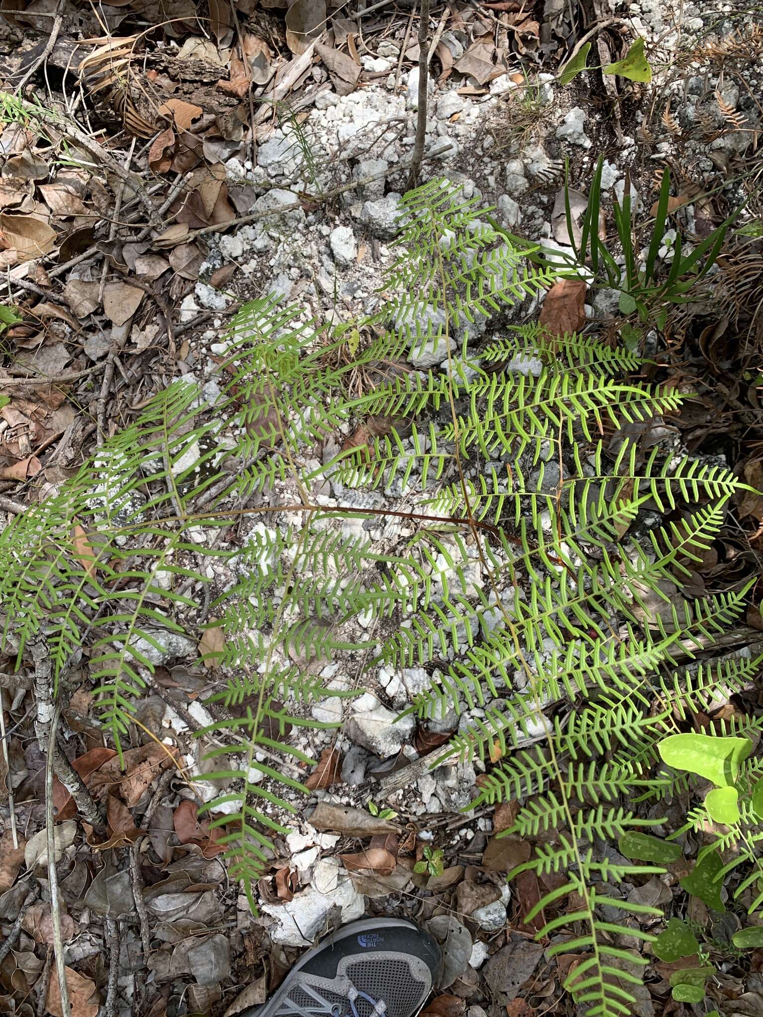 Sivun Pteridium caudatum (L.) Maxon kuva