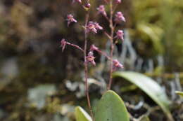 Image de Stelis antennata Garay