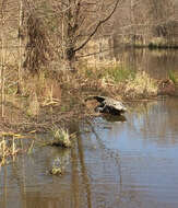 Image of alligators