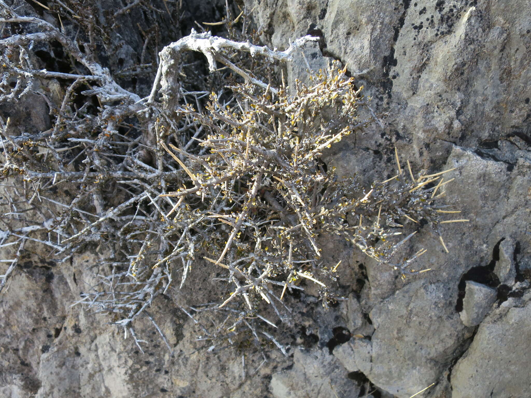 Image of Melicytus alpinus (Kirk) P. J. Garnock-Jones