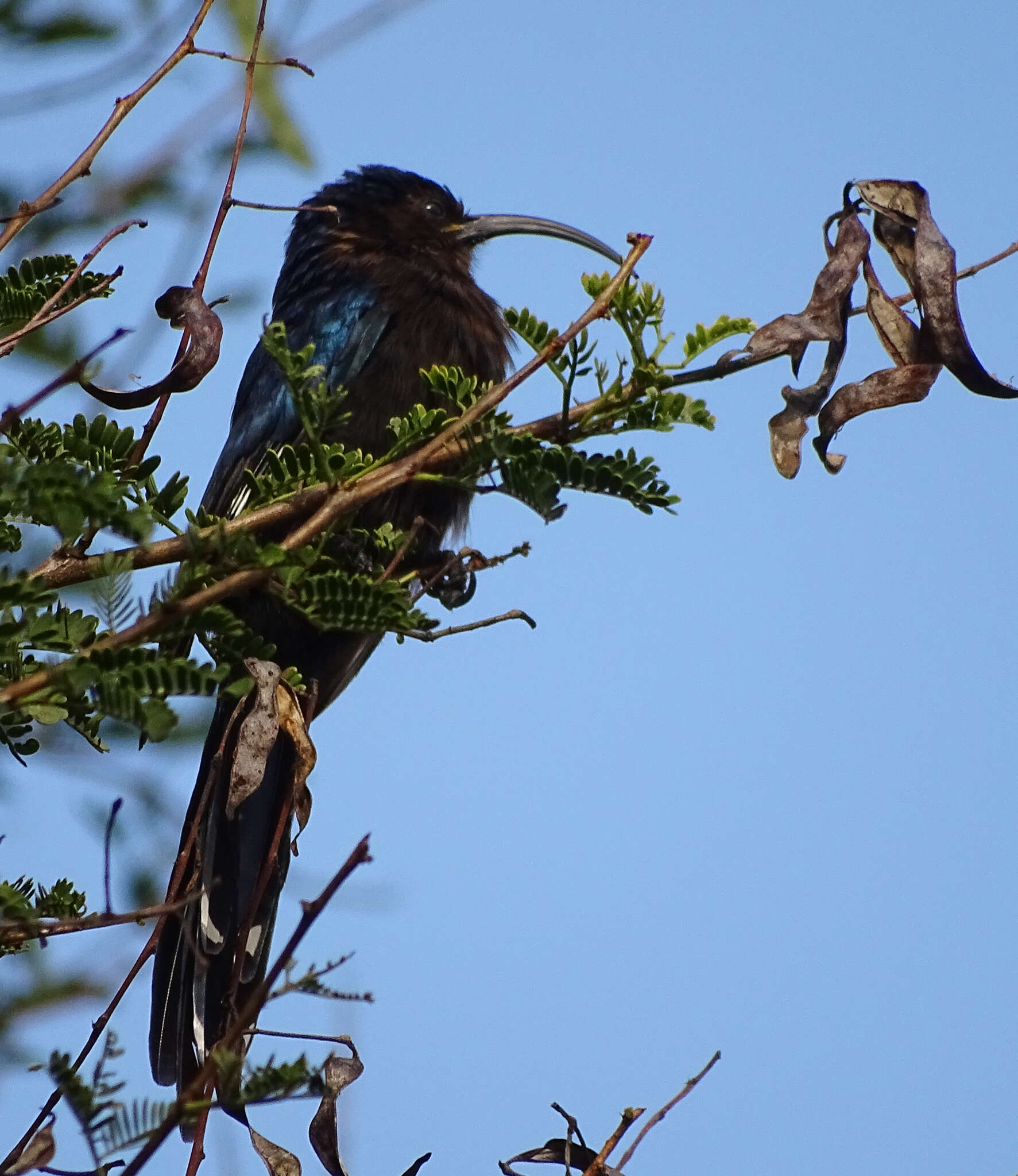 Rhinopomastus cyanomelas cyanomelas (Vieillot 1819)的圖片