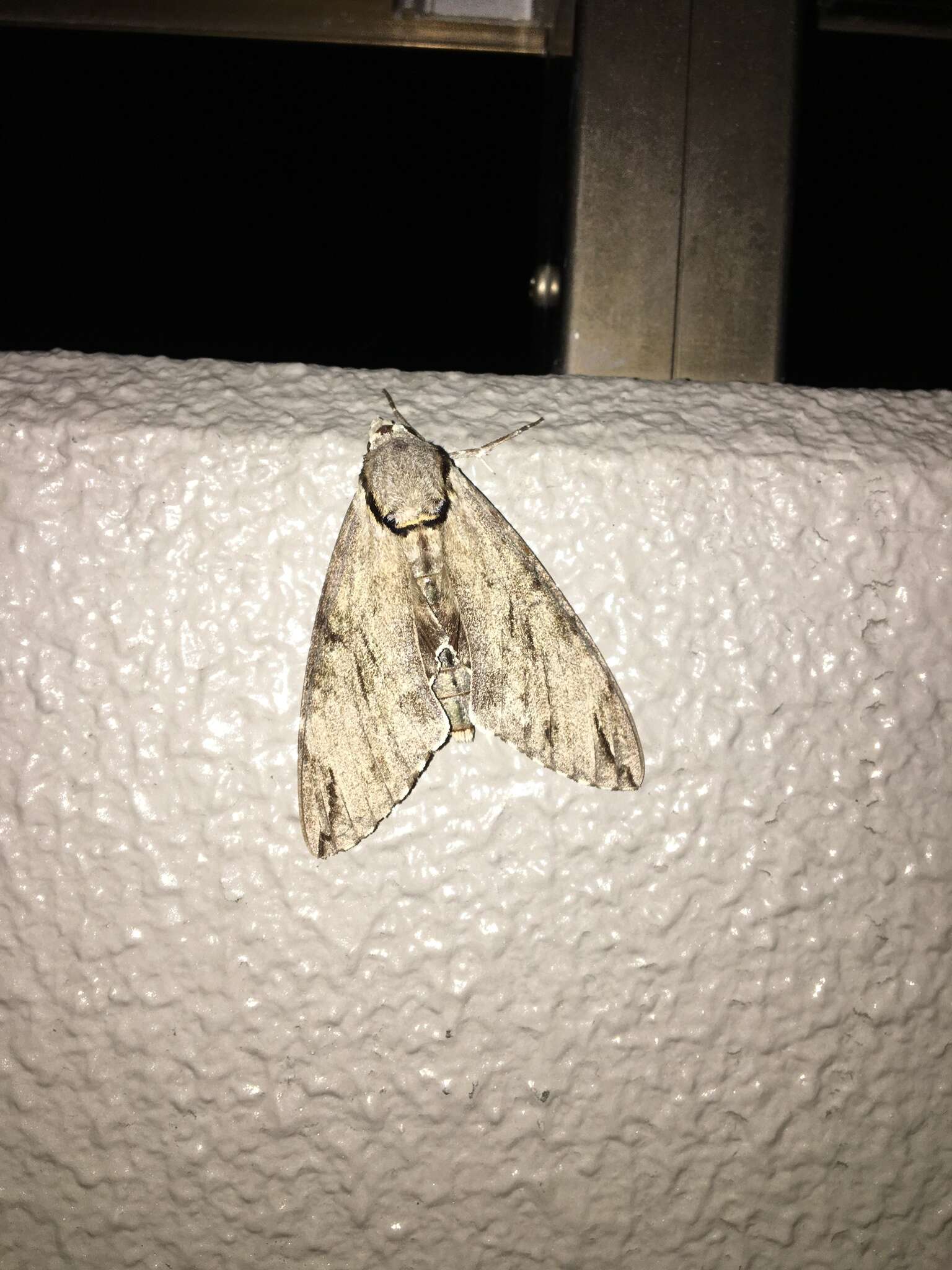 Image of Gray hawk moth