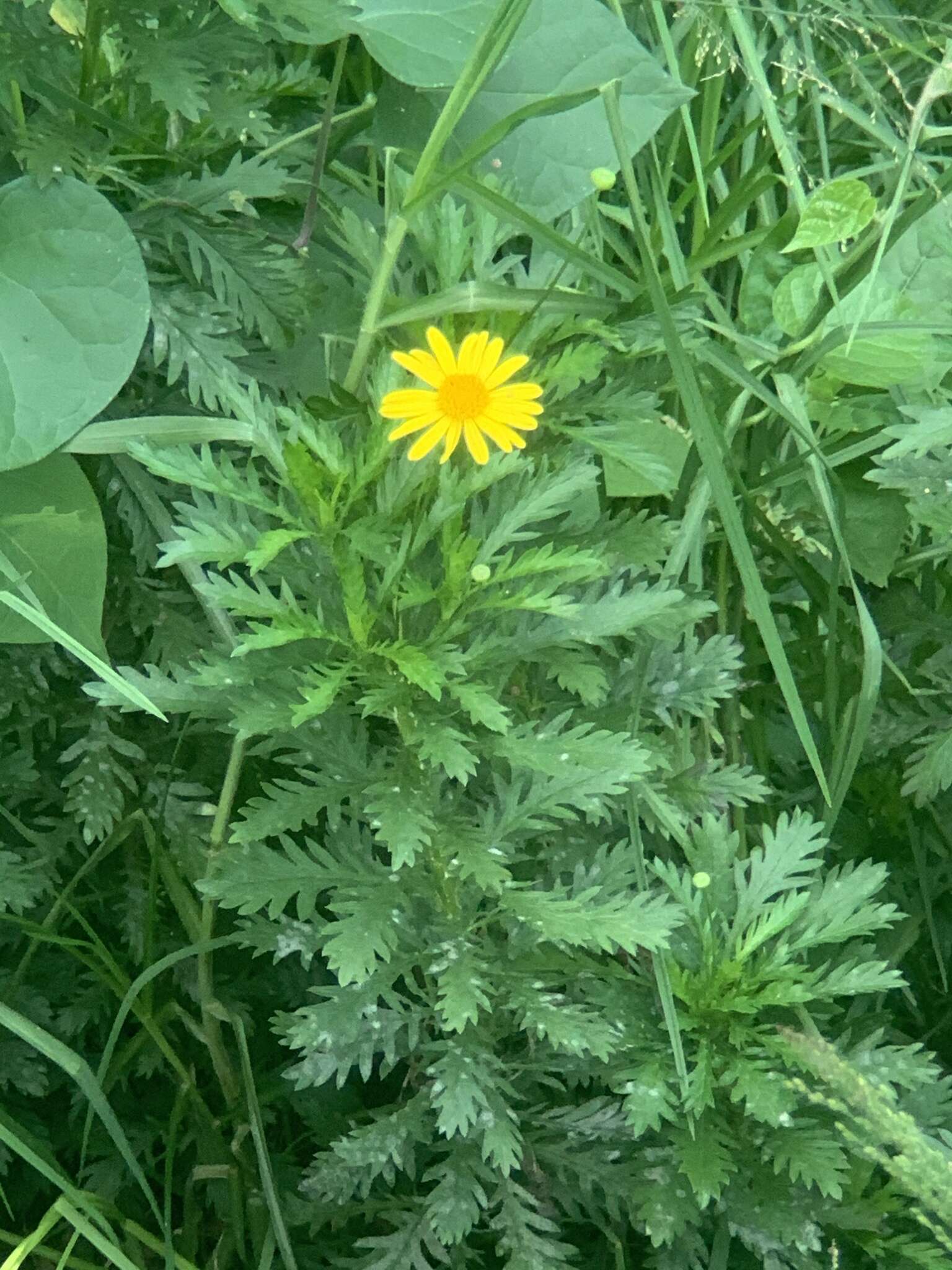 Imagem de Euryops chrysanthemoides (DC.) B. Nordenst.