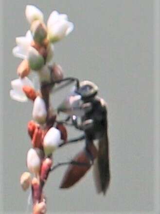 Image de Larra bicolor Fabricius 1804