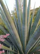 Agave americana var. oaxacensis Gentry resmi