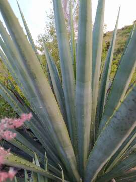 Image of Agave americana var. oaxacensis Gentry