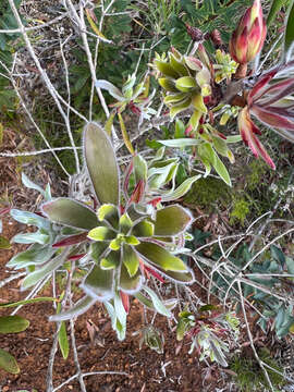 Image of Callistemon pancheri Brongn. & Gris